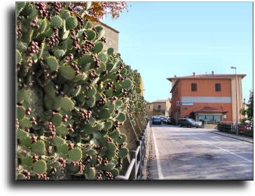 Cinigiano