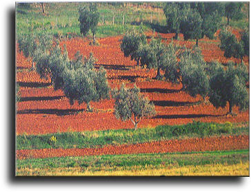 Paesaggio di Magliano in Toscana