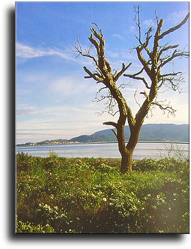 A particular of Orbetello