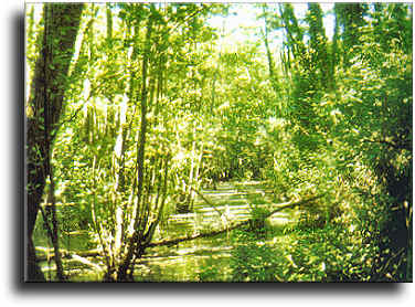 Tanali wood: the Marsh of Bientina