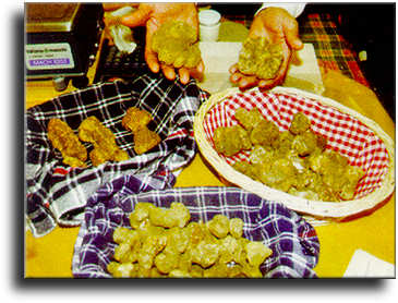 Mostra del Tartufo