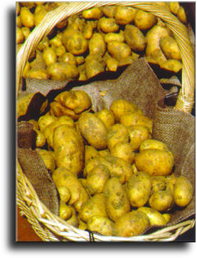 French Fries Festival