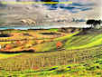 A particular Tuscan landescape