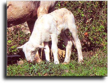 L`Agnello di Zeri